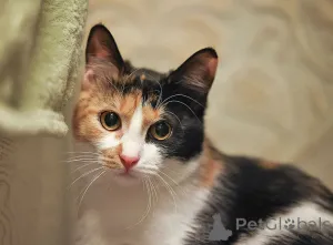 Дополнительные фото: Очаровательная трёхцветка Лора в поиске дома