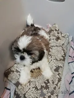 Дополнительные фото: Идеальные щенки Ши-Тцу