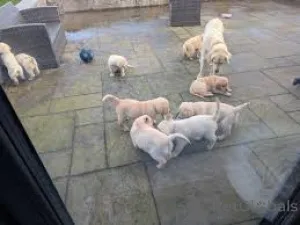 Фото №1. золотистый ретривер - купить в Амстердам за 92767₽. Объявление №163946