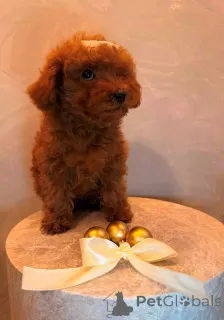 Дополнительные фото: Щенок той-пуделя, сука