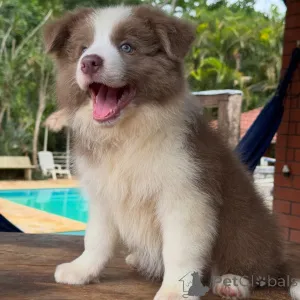 Фото №4. Продажа бордер-колли в Берлине заводчик - цена договорная