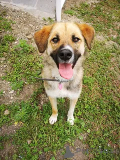 Фото №1. беспородная - купить в Москве реке за Бесплатно. Объявление №152541