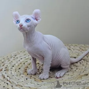 Фото №1. эльф - купить в Стокгольм за договорная. Объявление №133882