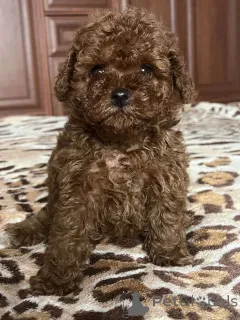 Дополнительные фото: Toy poodle females puppies