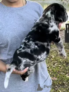 Фото №2 к объявлению №161248 о продаже американского мастифа - купить в Нидерландах частное объявление