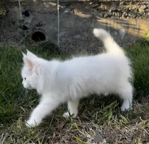 Дополнительные фото: Котенок Мейн Кун