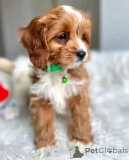 Фото №1. пудель (той) - купить в Берлине за 51022₽. Объявление №167651