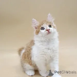 Дополнительные фото: Котята Курильского бобтейла