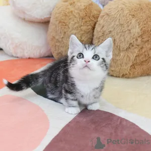 Фото №3. Прекрасные котят. США