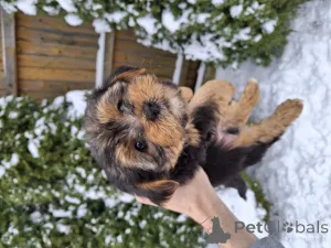 Фото №4. Продажа бивер-йоркширского терьера, йоркширского терьера в Вильнюсе частное объявление, из питомника, заводчик - цена 55660₽