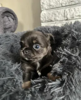 Дополнительные фото: щенки чихуахуа 3 месяца