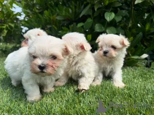 Фото №1. мальтийская болонка - купить в Минске за договорная. Объявление №160846