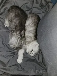 Фото №1. шиншилла кошка - купить в Мейнц за 32468₽. Объявление №166476