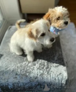 Фото №2 к объявлению №160001 о продаже мальтипу - купить в Латвии частное объявление