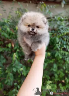 Фото №3. Cute pomeranian puppies for adoption.  США