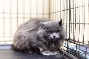 Фото №1.  - купить в Химках за Бесплатно. Объявление №159244