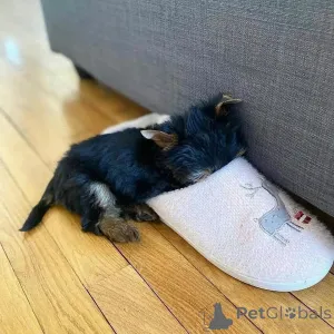 Фото №3. Качоррос Йорки доступны для продажи.  Финляндия