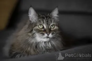 Фото №1.  - купить в Москва за Бесплатно. Объявление №139038