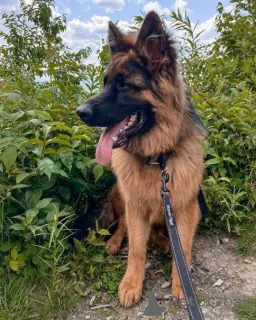 Фото №1. немецкая овчарка - купить в Берлине за Бесплатно. Объявление №139945
