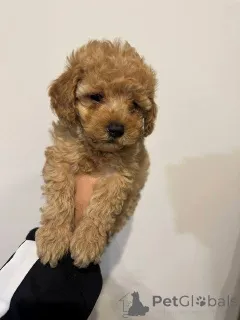 Дополнительные фото: Красный и абрикосовый пудель