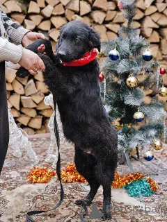 Дополнительные фото: Ищет дом очаровательный щенок-подросток Мишутка