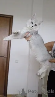 Дополнительные фото: Котята мейнкун