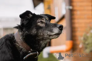 Дополнительные фото: Нежная Алсу в поисках дома!