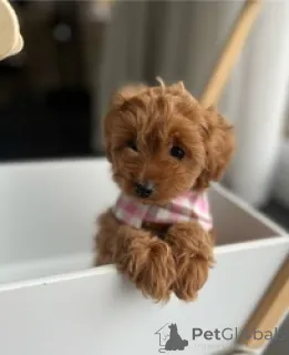 Фото №1. пудель (той) - купить в Берлине за 18553₽. Объявление №160654