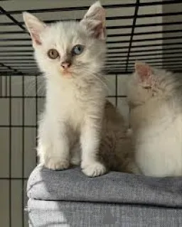 Фото №2 к объявлению №165509 о продаже турецкая ангора - купить в Франции частное объявление, заводчик