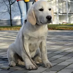 Фото №3. Golden retriever.  Украина