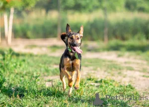 Дополнительные фото: Активная красавица Ива ищет любящую семью!