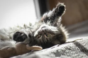 Дополнительные фото: Каждой кошке нужен дом.