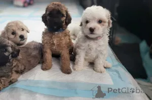 Фото №1. мальтипу - купить в Bayerbach Bei Ergoldsbach за 83490₽. Объявление №150134