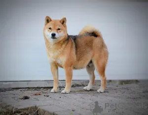 Дополнительные фото: Шиба Ину красивые щенки