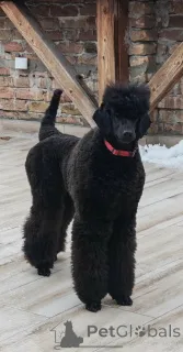 Фото №3. Первоклассный помет КРУПНЫХ ПУДЕЛЕЙ.  Сербия