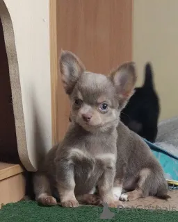 Дополнительные фото: Щенки Чихуахуа