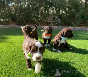Фото №1. португальская водяная собака - купить в Амстердам за 64937₽. Объявление №160810