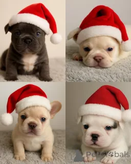 Фото №1. беспородная - купить в Gräsa за договорная. Объявление №162458