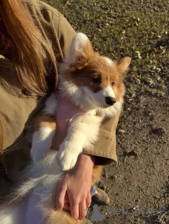 Фото №3. Щенки вельш-корги ищут свой дом навсегда.  Германия