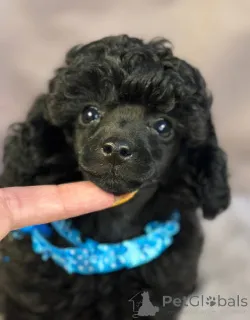 Дополнительные фото: Элегантный игрушечный пудель