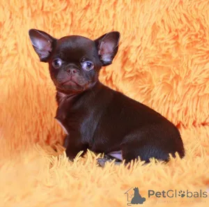 Фото №1. чихуахуа - купить в Джистебург за договорная. Объявление №159471