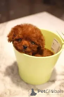 Фото №3. Щеньента Пудла на Спшедаже.  Польша