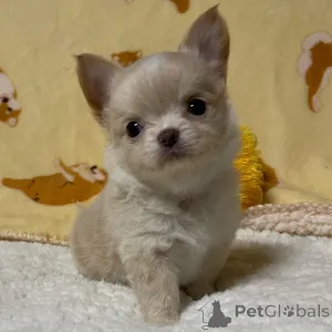 Дополнительные фото: У нас есть милые щенки чихуахуа, готовые к переезду в новый дом.