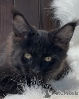 Фото №2 к объявлению №155320 о продаже мейн-кун - купить в Ирландии частное объявление