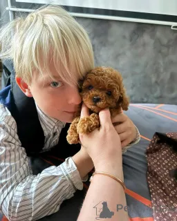 Дополнительные фото: Элитные мини микро мальтипу той пудель пушон