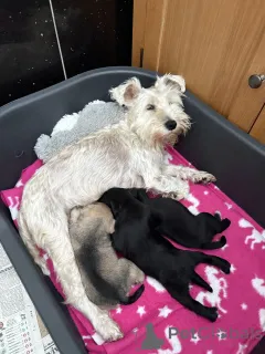 Дополнительные фото: МИНИАТЮРНЫЙ ШНАУЦЕР РЕДКИЕ ЧЕРНЫЕ ЩЕНКИ KC РЕГ.