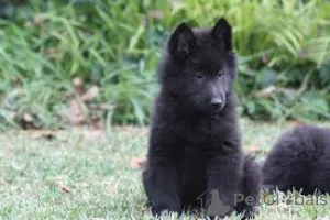 Фото №2 к объявлению №167726 о продаже грюнендаля - купить в Бельгии частное объявление, заводчик