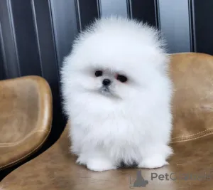 Фото №2 к объявлению №163532 о продаже померанского шпица - купить в Германии частное объявление