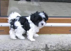 Фото №1. русская цветная болонка - купить в Колоне за договорная. Объявление №167291