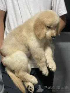 Фото №1. золотистый ретривер - купить в Лионе за договорная. Объявление №165302